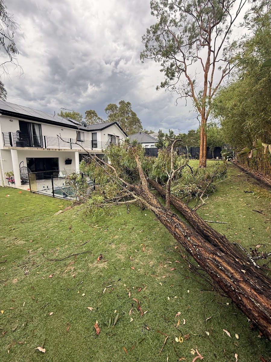 Fallen tree on residential property after storm